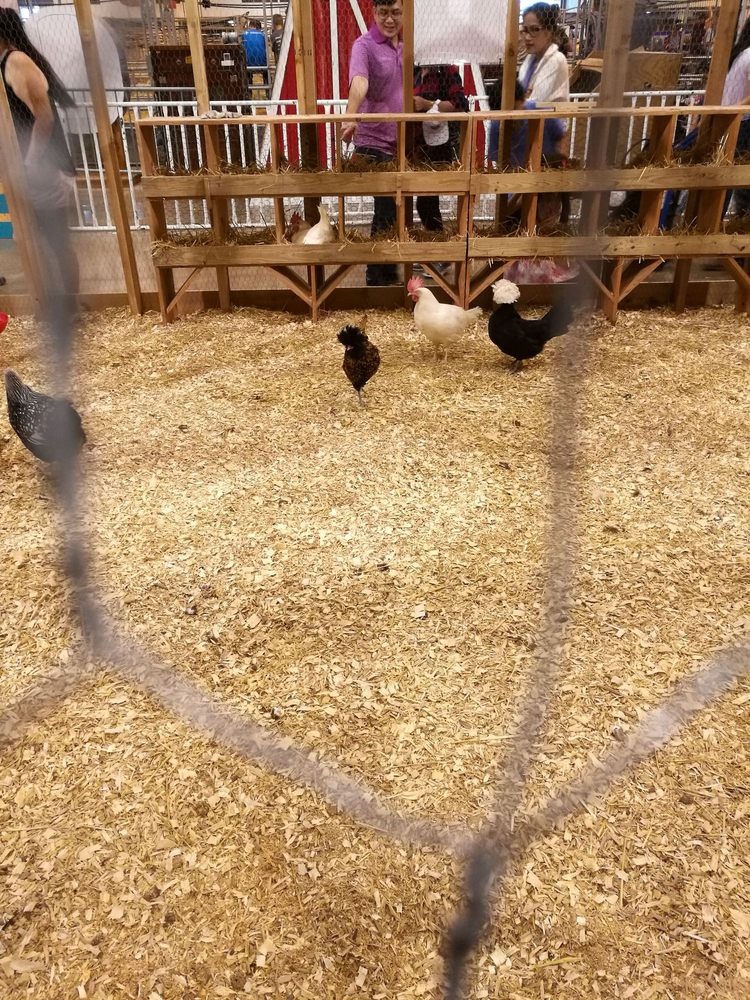 houston livestock show and rodeo photo
